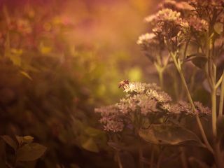 summer light