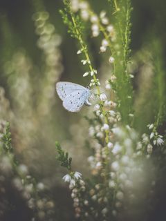 common blue