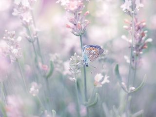 pastel common blue