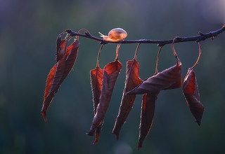 Листопад, листья грустно шелестят