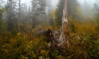 Осень