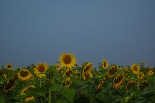 Summer 2018