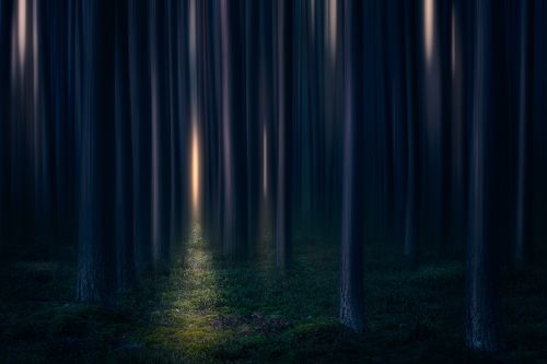 Fangorn forest...