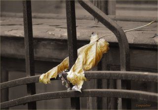 За решеткой...