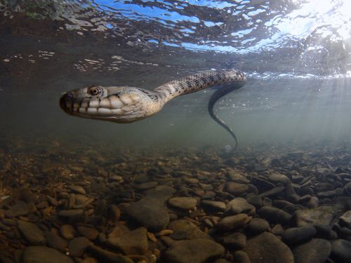 Водяной уж