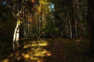 Осенний денёк в лесу