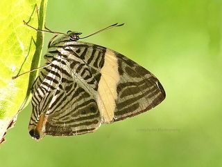 The Zebra Butterfly