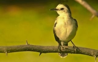 Pied water tyrant