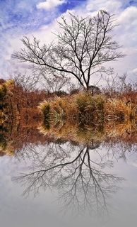 The Naked Tree