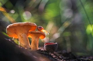 Родная стихия