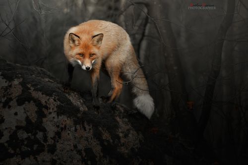 Лис в сгоревшем лесу