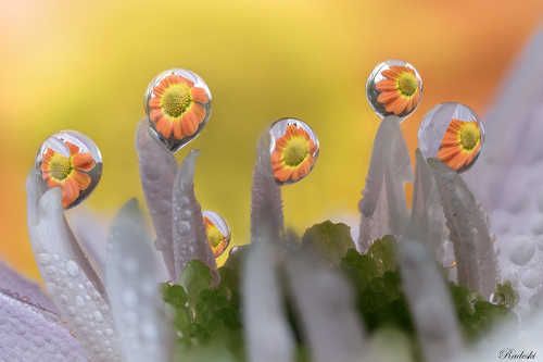 Dew sculptures