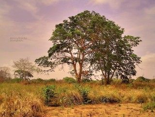 The Tree