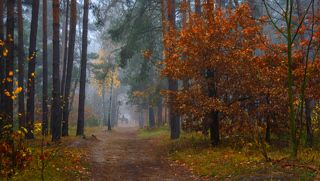 прогулка в лесу