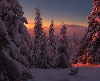Легенды зимнего леса