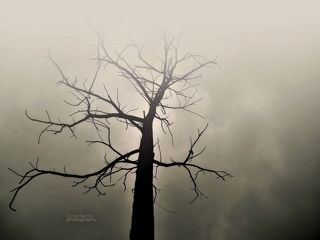 The Naked Tree