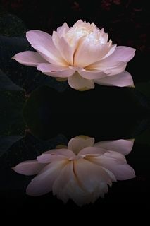 Lotus Reflection