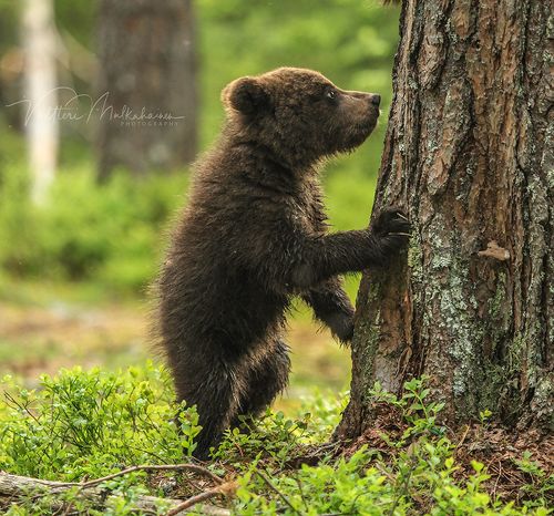 Залезать или нет, вот в чем вопрос ...