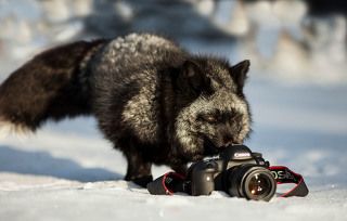 Дикий фотограф...