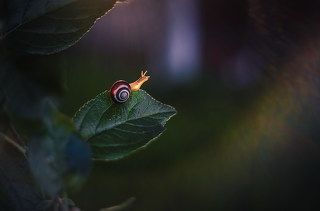 В неизведанные дали