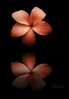 Flower Reflection