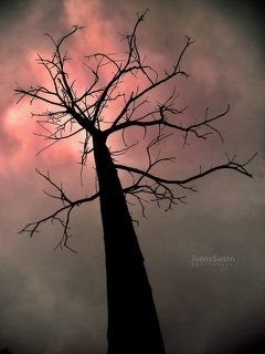 Fire in the Sky