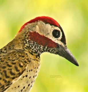 The Woodpecker