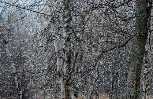 Pro бриллиантовые этюды поздней осени