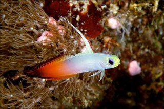 Goby