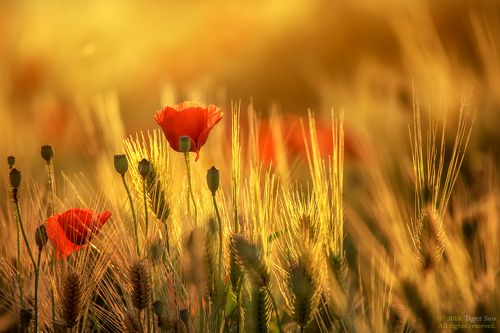 poppy and barley