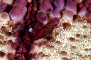 Imperial shrimp