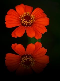 The Flower Reflection