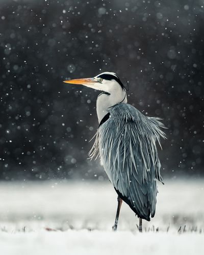 Grey Heron