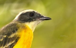 The Bird