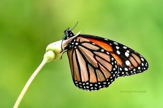 The Monarch Butterfly