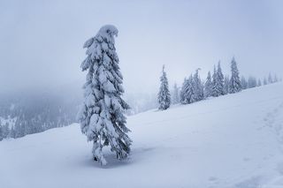 Стойкость