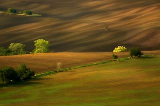 Moravian fields