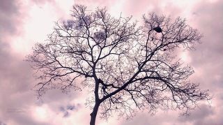 The Naked Tree