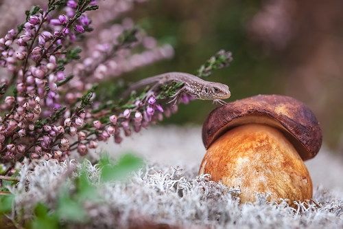 Жизнь в фиолетовых тонах