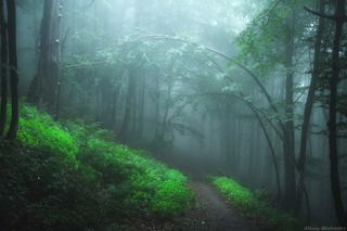 Арочки дождливые карпатские