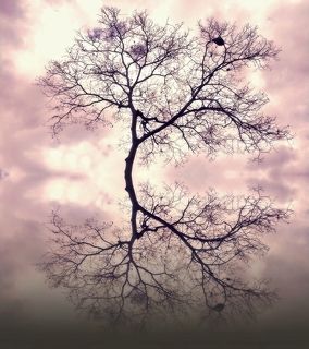 Reflections II