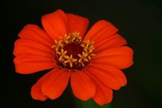 The Flower