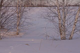 Следы среди березок.