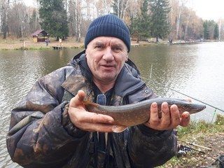 Ни хвоста, ни чешуи!