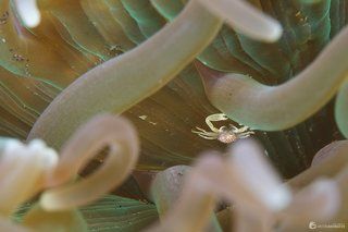 Crab