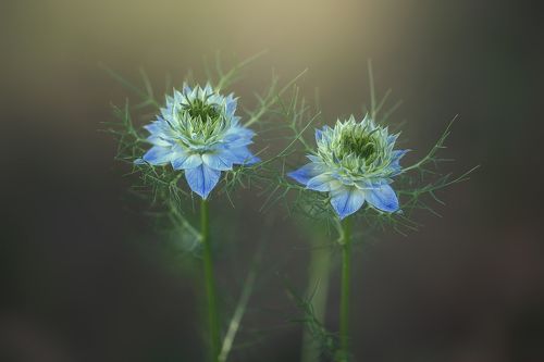 подружки)