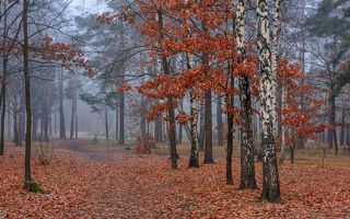прогулка в осеннем лесу