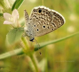 The Butterfly