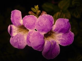 The Flower