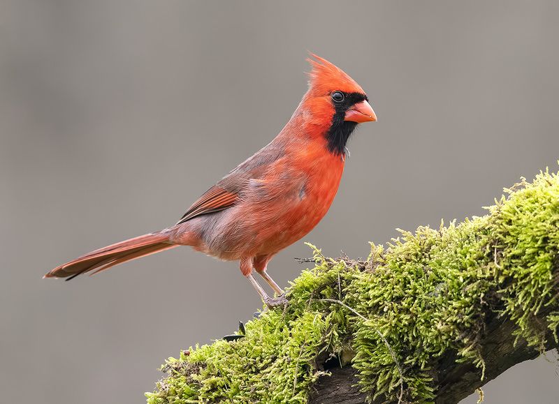 Красный кардинал cамец - Northern Cardinal male